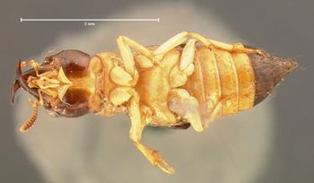 Media type: image;   Entomology 6514 Aspect: habitus ventral view